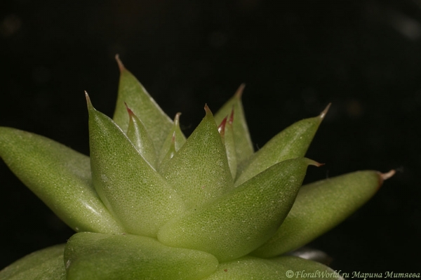 Echeveria_agavoides_08-1.jpg