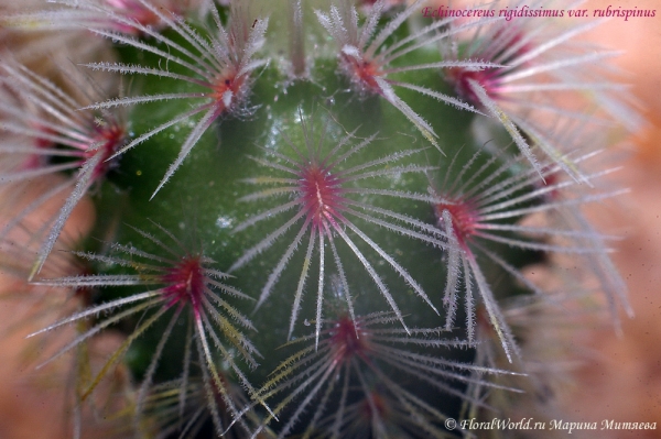 Echinocereus rigidissimus var. rubrispinus 
Колючки 
Ключевые слова: Echinocereus rigidissimus var. rubrispinus