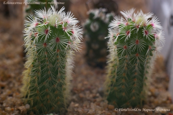 Echinocereus rigidissimus var. rubrispinus
Ключевые слова: Echinocereus rigidissimus var. rubrispinus