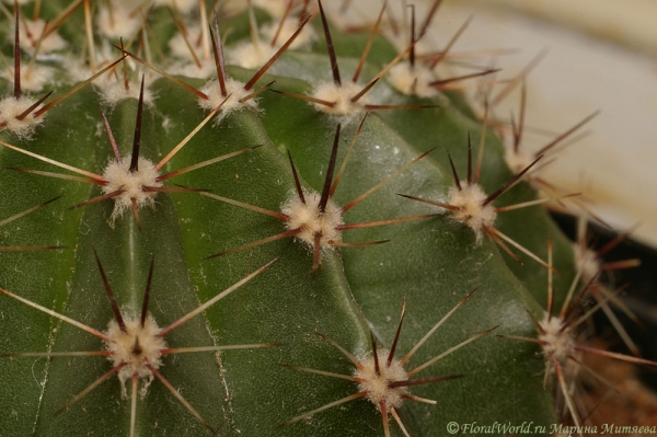 Эхинопсис гибридный  (Echinopsis)
