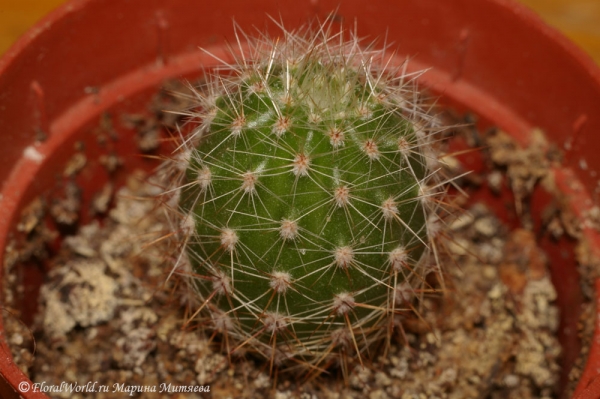 Эхинопсис (Echinopsis)
Ключевые слова: Эхинопсис Echinopsis