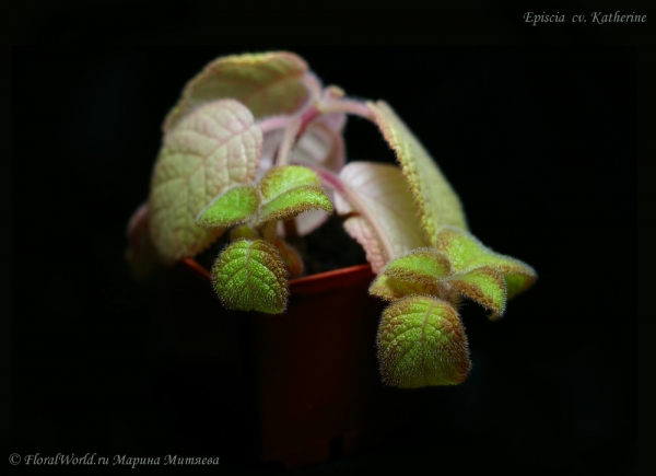 Episcia  cv.  Katherine
Ключевые слова: Episcia  cv.  Katherine