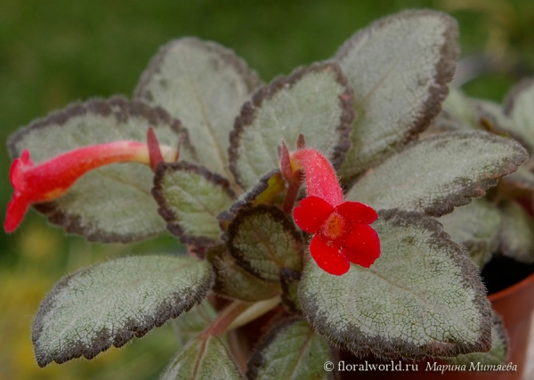 Эписция ‘Silver Skies’ 
Вот моя малышка 

[url=http://www.floralworld.ru/encyclopedia/plants/Episcia.html]Статья на сайте[/url]

[url=http://floralworld.ru/forum/aipisciya_%97_episcia_mart-t67.0.html]Тема на форуме про Эписцию[/url]
Ключевые слова: Эписция  Episcia Silver Skies