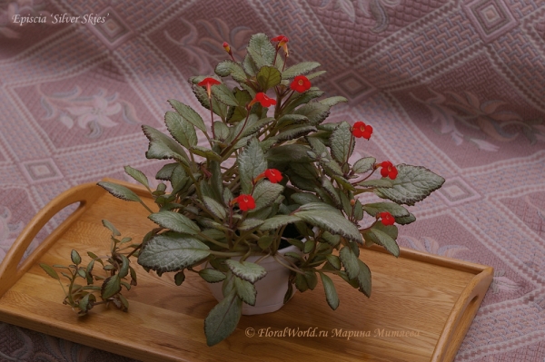 Episcia 'Silver Skies'
Ключевые слова: Episcia Silver Skies