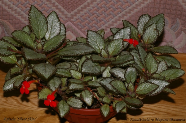 Эписция сорт Silver Skies (Episcia Silver Skies)
Ключевые слова: Эписция сорт Silver Skies Episcia Silver Skies