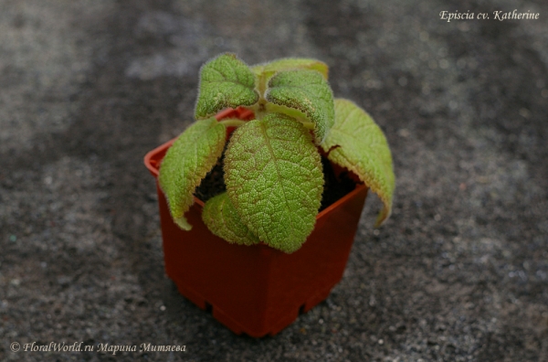 Episcia cv. Katherine
Ключевые слова: Episcia cv. Katherine