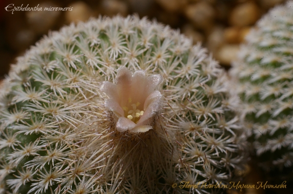 Epithelantha micromeris
Ключевые слова: Epithelantha micromeris