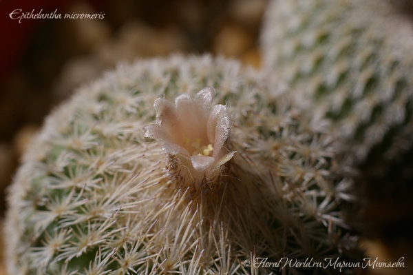 Epithelantha micromeris
Ключевые слова: Epithelantha micromeris