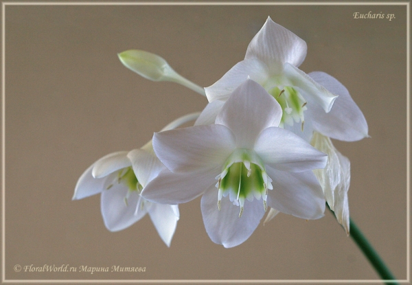 Eucharis sp
Ключевые слова: Eucharis sp