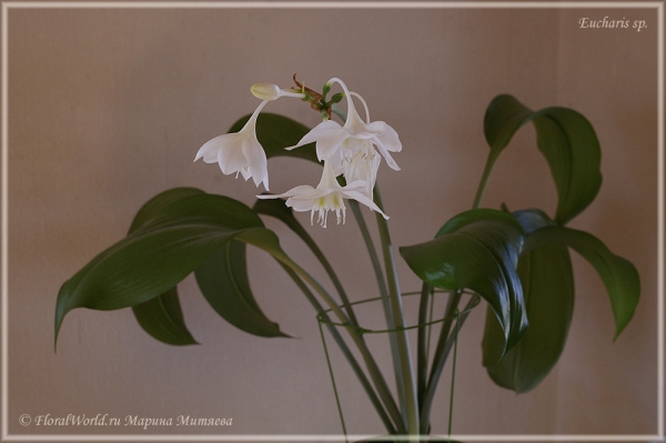 Eucharis sp
Ключевые слова: Eucharis sp