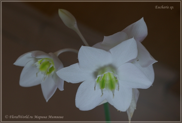 Eucharis sp
Ключевые слова: Eucharis sp