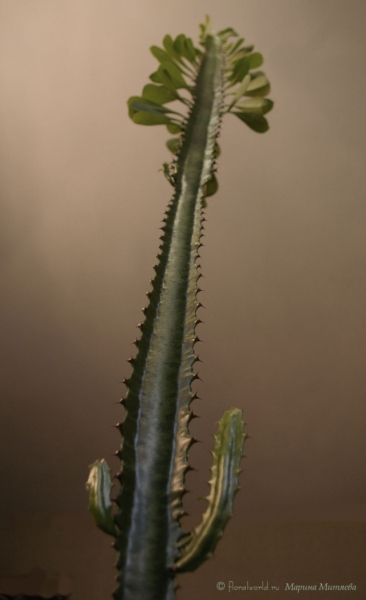 Молочай трехгранный (Euphorbia trigona)
Ключевые слова: Молочай трехгранный (Euphorbia trigona)