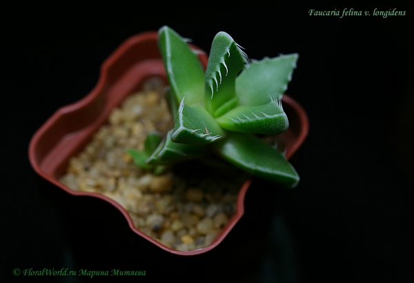 Faucaria felina v. longidens
Ключевые слова: Faucaria felina v. longidens