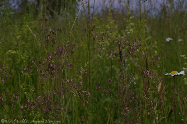 Трава, похожа на Овсянницу (Festuca), возможно, Овсянница красная (Festuca rubra)
Ключевые слова: Овсянница Festuca