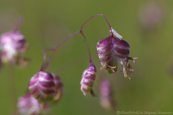 Трава, похожа на Овсянницу (Festuca), возможно, Овсянница красная (Festuca rubra)
Ключевые слова: Овсянница Festuca