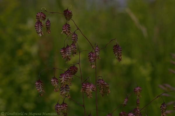 Трава, похожа на Овсянницу (Festuca), возможно, Овсянница красная (Festuca rubra)
Ключевые слова: Овсянница Festuca