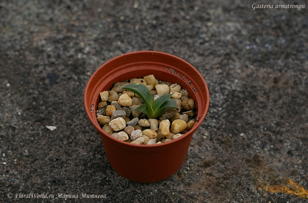 Gasteria armstrongii
Ключевые слова: Gasteria_armstrongii