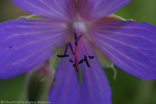 цветок Герани луговой (Geranium  pratense)
Ключевые слова: Герань луговая Geranium  pratense