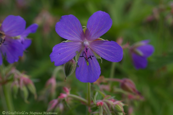 Герань луговая — Geranium  pratense
Ключевые слова: Герань луговая Geranium  pratense