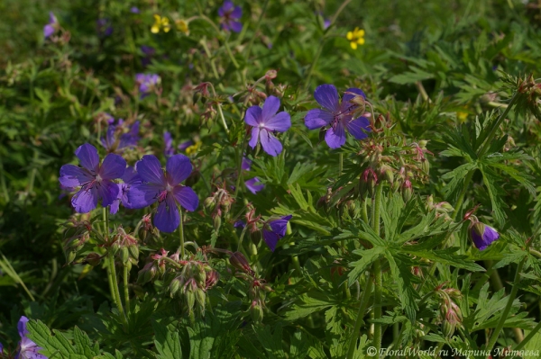 Герань луговая — Geranium  pratense
Ключевые слова: Герань луговая Geranium  pratense