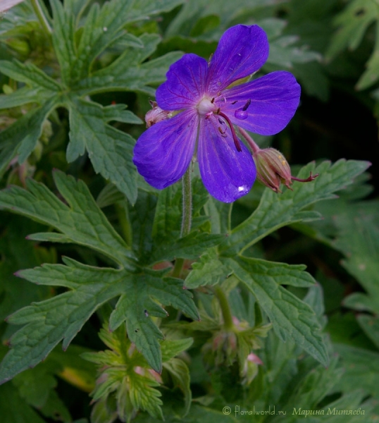 Герань лесная (Geranium sylvaticum L.)
Вот такая вот герань растет у нас на участке.
Ключевые слова: Герань лесная  полевая Geranium sylvaticum фото