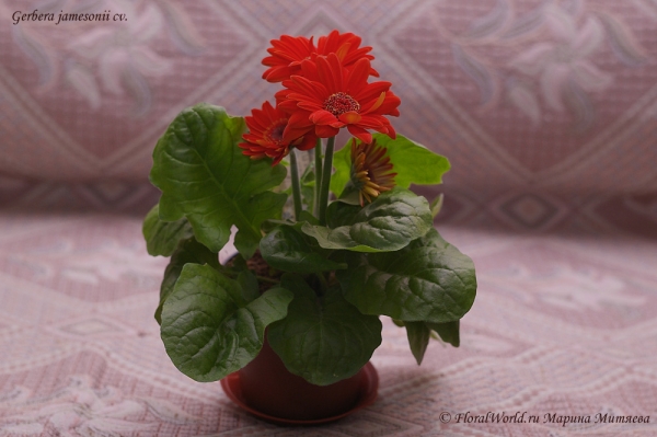 Gerbera jamesonii hybrid
Ключевые слова: Gerbera jamesonii hybrid