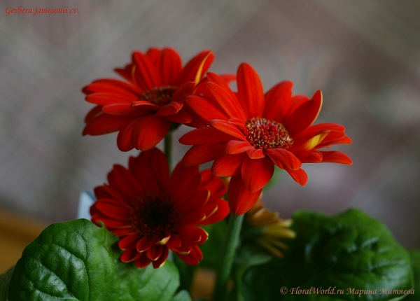 Gerbera jamesonii hybrid
Ключевые слова: Gerbera jamesonii hybrid