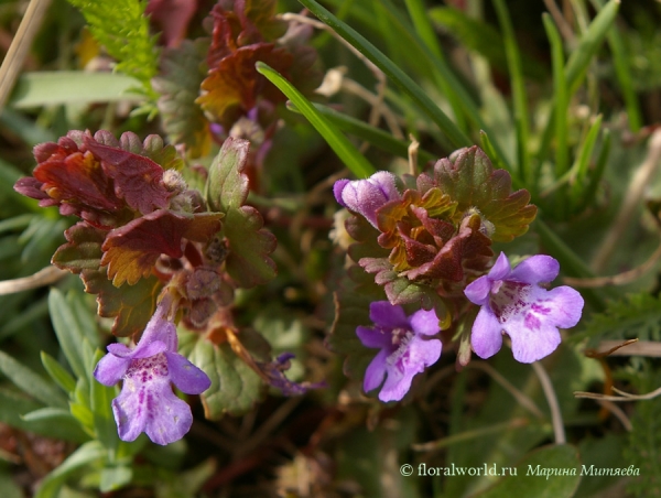 Будра или глехома плющевидная (Glechoma hederacea)
Ключевые слова: Будра или глехома плющевидная Glechoma hederacea