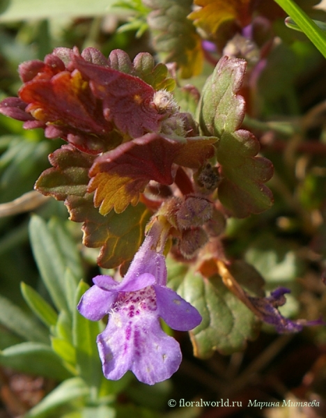 Будра или глехома плющевидная (Glechoma hederacea)
Ключевые слова: Будра или глехома плющевидная (Glechoma hederacea)