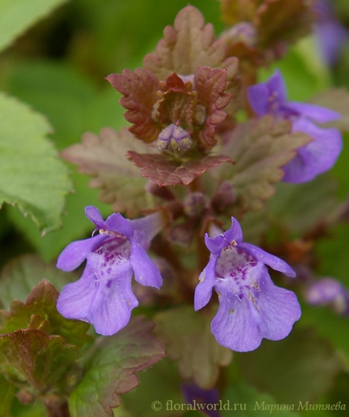  Будра (глехома) плющевидная (Glechoma hederacea)
Ключевые слова: будра глехома плющевидная glechoma hederacea