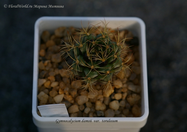 Gymnocalycium damsii var torulosum
Ключевые слова: Gymnocalycium damsii var torulosum