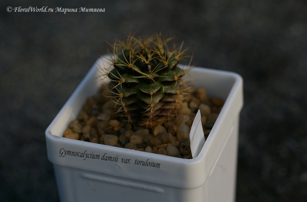 Gymnocalycium damsii var torulosum
Ключевые слова: Gymnocalycium damsii var torulosum