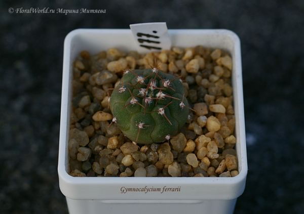 Gymnocalycium ferrarii
Ключевые слова: Gymnocalycium ferrarii