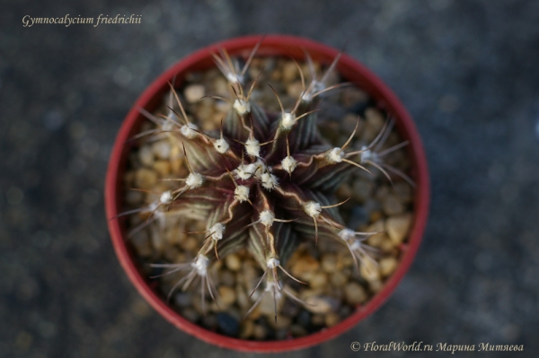 Gymnocalycium friedrichii
Ключевые слова: Gymnocalycium friedrichii