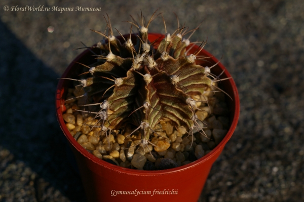 Gymnocalycium friedrichii
Ключевые слова: Gymnocalycium friedrichii