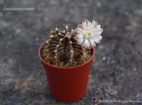 Gymnocalycium friedrichii
горшочек 5.5 см в диаметре
Ключевые слова: Gymnocalycium friedrichii