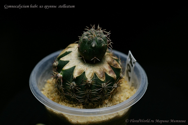 Gymnocalycium hubr. groups stelleatum 
Ключевые слова: Gymnocalycium hubr. groups stelleatum