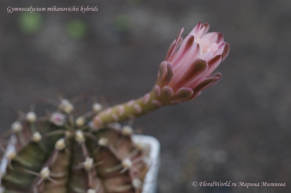 Gymnocalycium mihanovichii hyb
Ключевые слова: Gymnocalycium mihanovichii hyb