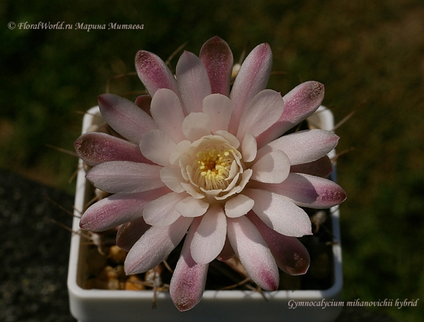 Ключевые слова: Gymnocalycium mihanovichii hyb