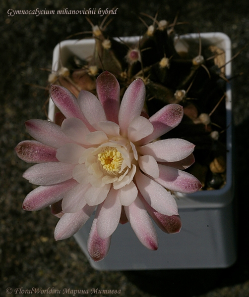 Gymnocalycium mihanovichii hyb
Ключевые слова: Gymnocalycium mihanovichii hyb