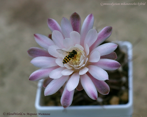 Gymnocalycium mihanovichii hyb
Ключевые слова: Gymnocalycium mihanovichii hyb