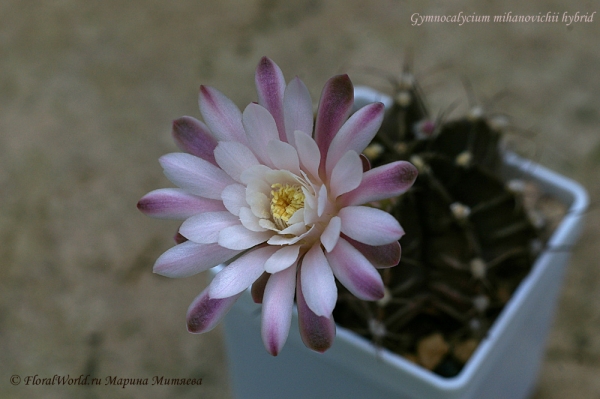 Gymnocalycium mihanovichii hyb
Ключевые слова: Gymnocalycium mihanovichii hyb