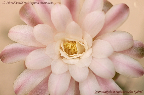 Gymnocalycium mihanovichii hyb
Цветок, серединка
Ключевые слова: Gymnocalycium mihanovichii hyb цветок фото