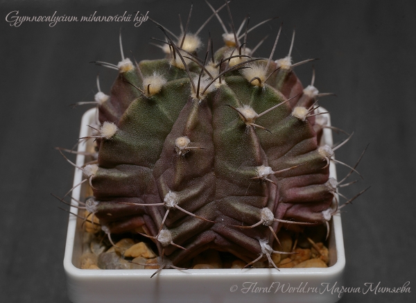  Gymnocalycium mihanovichii hyb 
Ключевые слова: Gymnocalycium mihanovichii hyb