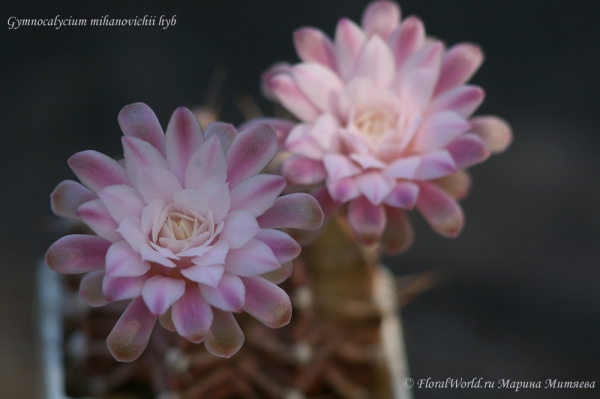 Gymnocalycium mihanovichii hyb
Ключевые слова: Gymnocalycium mihanovichii hyb