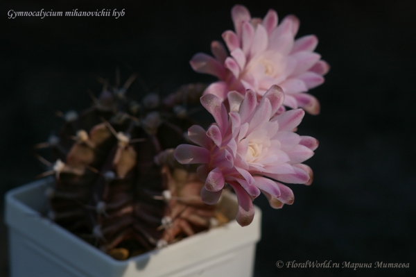 Gymnocalycium mihanovichii hyb
Ключевые слова: Gymnocalycium mihanovichii hyb