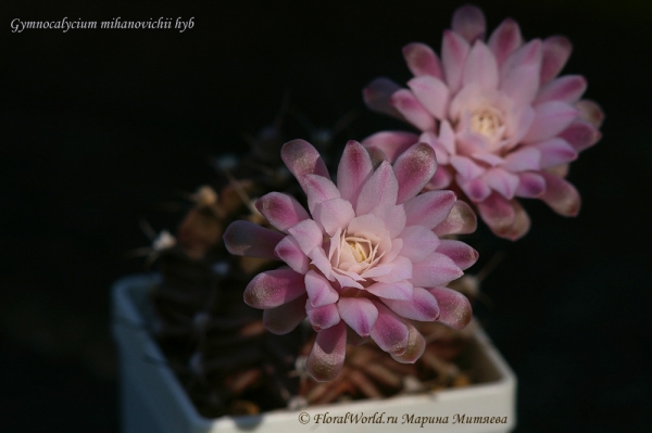 Gymnocalycium mihanovichii hyb
Ключевые слова: Gymnocalycium mihanovichii hyb