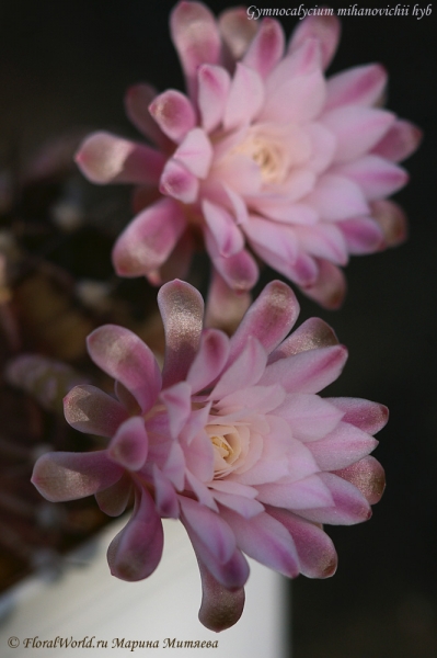 Gymnocalycium mihanovichii hyb
Ключевые слова: Gymnocalycium mihanovichii hyb