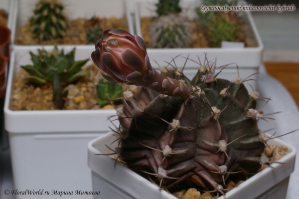 Gymnocalycium mihanovichii hybrids
