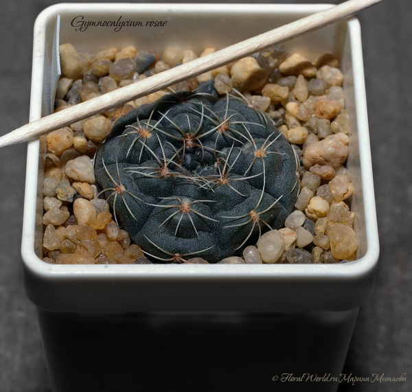 Gymnocalycium rosae
Ключевые слова: Gymnocalycium rosae